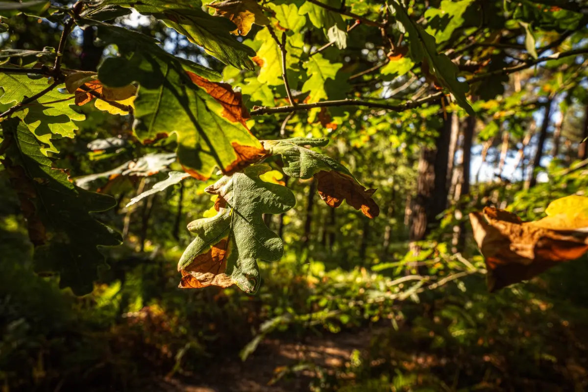 Eikenbladeren in het zonlicht aan de rand van het bos